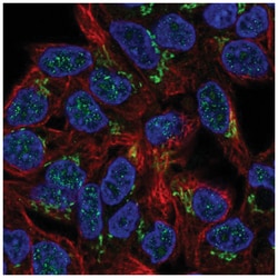 Phosphorylase B Antibody, Novus Biologicals 25 &mu;L, Unlabeled:Antibodies,