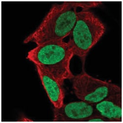 PHOX2A Antibody, Novus Biologicals 100 &mu;L | Buy Online | Novus Biologicals | Fisher Scientific