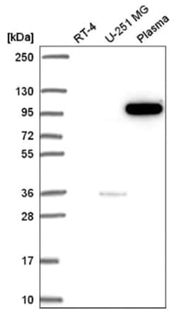 PI 3-Kinase p110 beta/PIK3CB Antibody, Novus Biologicals 25 &mu;L, Unlabeled:Antibodies,