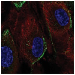 PI 3-Kinase p110 gamma Antibody, Novus Biologicals 100&mu;L; Unlabeled:Antibodies,