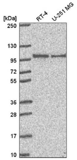 PIBF1 Antibody, Novus Biologicals:Antibodies:Primary Antibodies