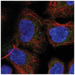 PICK1 Antibody, Novus Biologicals:Antibodies:Primary Antibodies