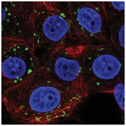 PIGQ Antibody, Novus Biologicals:Antibodies:Primary Antibodies