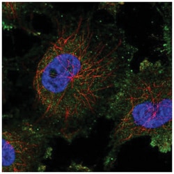 PIMT Antibody, Novus Biologicals:Antibodies:Primary Antibodies