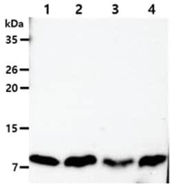 PIN/DLC8 Mouse anti-Human, Clone: 13C9, Novus Biologicals 100&mu;L; Unlabeled:Antibodies,