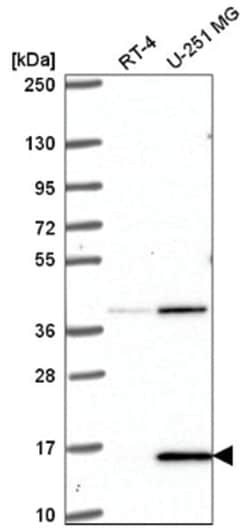 PIN4 Antibody, Novus Biologicals 100&mu;L; Unlabeled:Antibodies, Polyclonal