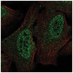 PIPPIN Antibody, Novus Biologicals 25 &mu;L, Unlabeled:Antibodies, Polyclonal