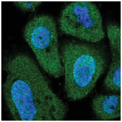 PITPNC1 Antibody, Novus Biologicals:Antibodies:Primary Antibodies
