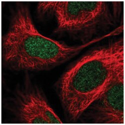 PITX2 Antibody, Novus Biologicals:Antibodies:Primary Antibodies
