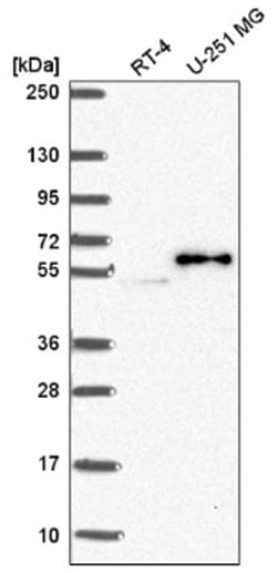 PJA2/Praja2 Antibody, Novus Biologicals 100&mu;L; Unlabeled:Antibodies,