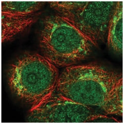 PKMYT1 Antibody, Novus Biologicals:Antibodies:Primary Antibodies
