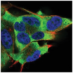 PKR Antibody, Novus Biologicals 25 &mu;L, Unlabeled:Anticuerpos