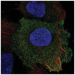 PLAC8 Antibody, Novus Biologicals:Antibodies:Primary Antibodies