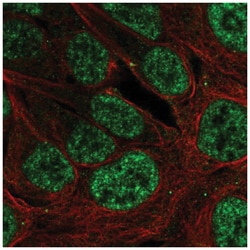 PLAG1 Antibody, Novus Biologicals:Antibodies:Primary Antibodies
