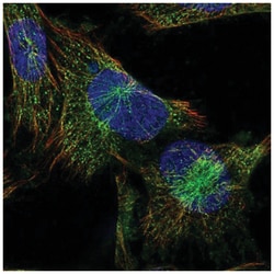 PLC-beta 4 Antibody, Novus Biologicals 25 &mu;L; Unlabeled:Antibodies,