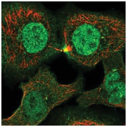 PLEKHG3 Antibody, Novus Biologicals 25 &mu;L:Antibodies, Polyclonal