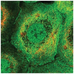 PLEKHG3 Antibody, Novus Biologicals:Antibodies:Primary Antibodies