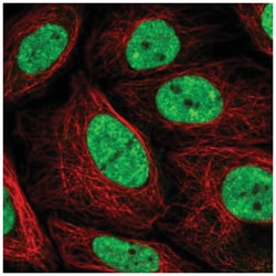 PLEKHG4B Antibody, Novus Biologicals 25 &mu;L | Buy Online | Novus Biologicals | Fisher Scientific