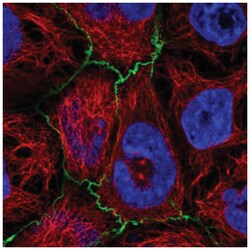 PLEKHG6 Antibody, Novus Biologicals 25 &mu;L:Antibodies, Polyclonal