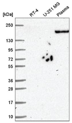 Plexin A3 Antibody, Novus Biologicals 100&mu;L; Unlabeled:Antibodies, Polyclonal
