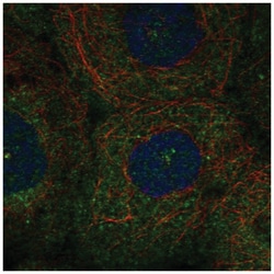 PLK4 Antibody, Novus Biologicals:Antibodies:Primary Antibodies
