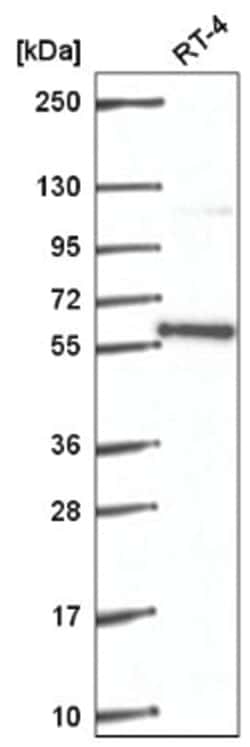 PLRG1 Antibody, Novus Biologicals:Antibodies:Primary Antibodies