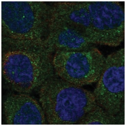 PLSCR3 Antibody, Novus Biologicals 100&mu;L; Unlabeled:Antibodies, Polyclonal