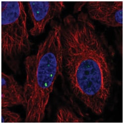 Plxdc2 Antibody, Novus Biologicals:Antibodies:Primary Antibodies