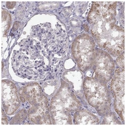 PMCH Antibody, Novus Biologicals:Antibodies:Primary Antibodies