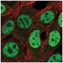PMF1 Antibody, Novus Biologicals:Antibodies:Primary Antibodies