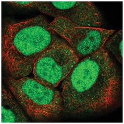 PMS2 Antibody, Novus Biologicals:Antibodies:Primary Antibodies