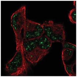 PNRC1 Antibody, Novus Biologicals:Antibodies:Primary Antibodies