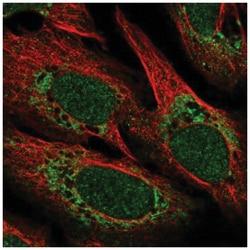 POLD4 Antibody, Novus Biologicals 100&mu;L; Unlabeled:Antibodies, Polyclonal