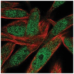 POLN Antibody, Novus Biologicals:Antibodies:Primary Antibodies