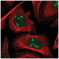 POLR1A Antibody, Novus Biologicals:Antibodies:Primary Antibodies