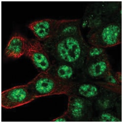 POLR2D Antibody, Novus Biologicals:Antibodies:Primary Antibodies