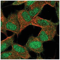 POLR2K Antibody, Novus Biologicals 100&mu;L; Unlabeled:Antibodies, Polyclonal