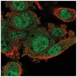 POLR3G Antibody, Novus Biologicals 100&mu;L; Unlabeled:Antibodies, Polyclonal