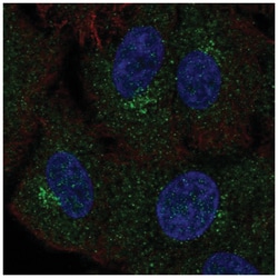 Polypeptide GalNac Transferase 4/GALNT4 Antibody, Novus Biologicals:Antibodies:Primary