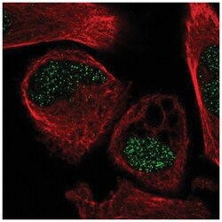 POU3F2/OCT7 Antibody, Novus Biologicals 100&mu;L; Unlabeled:Antibodies,
