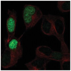 POU3F3 Antibody, Novus Biologicals 25 &mu;L, Unlabeled:Antibodies, Polyclonal