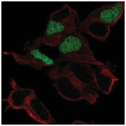 POU3F3 Antibody, Novus Biologicals:Antibodies:Primary Antibodies