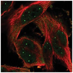 POU6F1 Antibody, Novus Biologicals 100 &mu;L | Buy Online | Novus Biologicals | Fisher Scientific