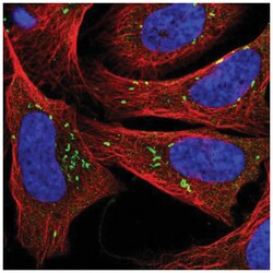 PPAPDC1B/DPPL1 Antibody, Novus Biologicals:Antibodies:Primary Antibodies
