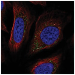 PPAPDC3 Antibody, Novus Biologicals 25 &mu;L:Antibodies, Polyclonal