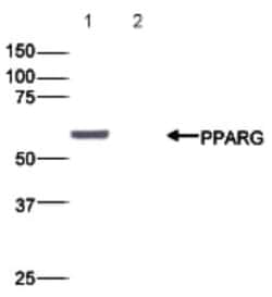 PPAR gamma/NR1C3 Antibody, Novus Biologicals 50&mu;g; Unlabeled:Antikörper