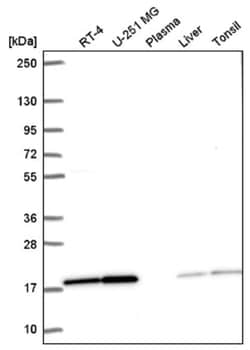PPIL1 Antibody, Novus Biologicals:Antibodies:Primary Antibodies