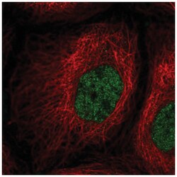 PPIL2 Antibody, Novus Biologicals:Antibodies:Primary Antibodies