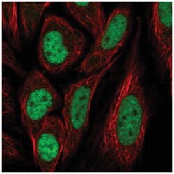 PPIL4 Antibody, Novus Biologicals:Antibodies:Primary Antibodies