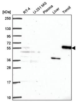PPIL5 Antibody, Novus Biologicals:Antibodies:Primary Antibodies